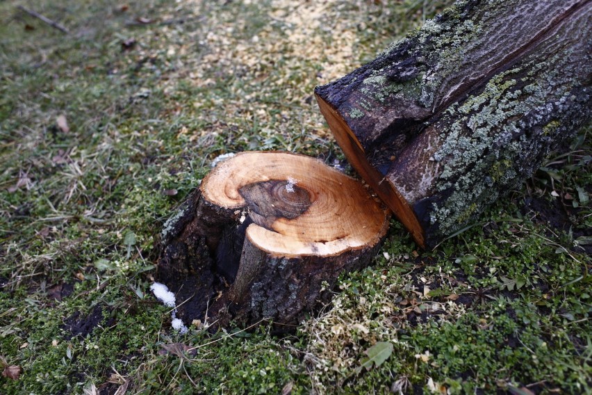 Upiorny widok. Skarpa Ursynowska bez drzew. Zielen wróci,...