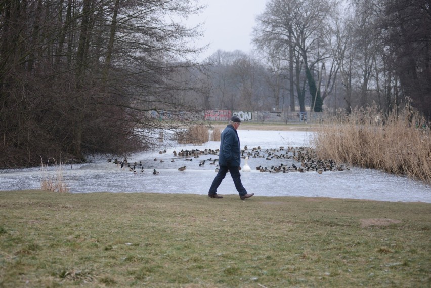 Kaczkomaty staną w warszawskich parkach? Miałyby karmić...