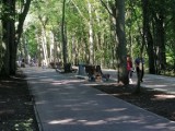 Symbole nazistowskie namalowane na drzewach w Kołobrzegu udało się usunąć