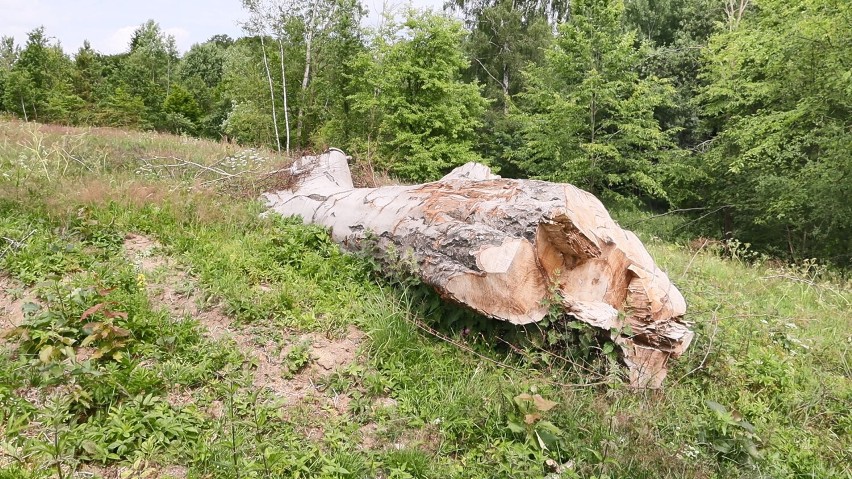 Barbarzyńska wycinka 200-letniego buka w Jagodzinach