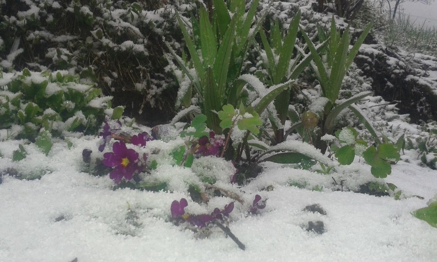 Wiosna? Na Leskowcu spadł śnieg [ZDJĘCIA]