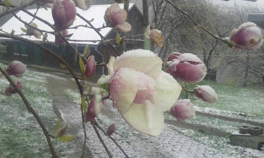 Wiosna? Na Leskowcu spadł śnieg [ZDJĘCIA]