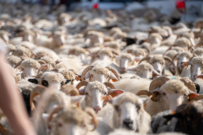 Jesienny Redyk w Szczawnicy. Ponad tysiąc owiec wróciło z hal [WIDEO]