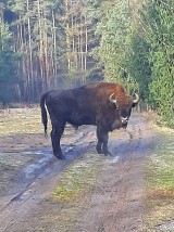 Żubr pojawił się za granicą powiatu gnieźnieńskiego!