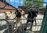 Stop kleszczom! Trwa zbiórka ochronnych preparatów dla schroniskowych psiaków z Gorzowa 