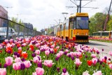 Tulipany na ulicach Warszawy. Stolicę zalała fala kolorowych kwiatów. Widok jest przepiękny 