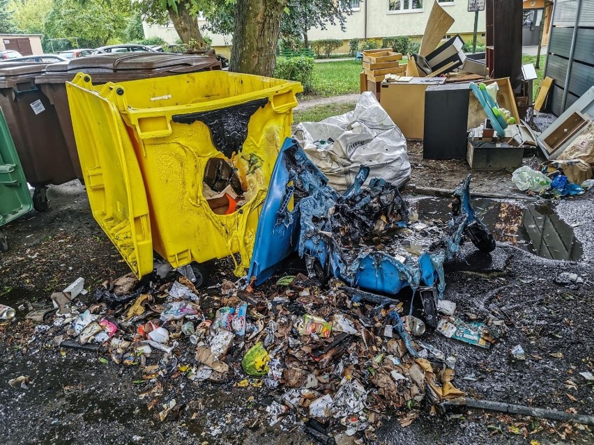 W ostatnich tygodniach w Bydgoszczy miała miejsce plaga...