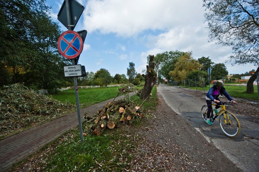 Do wycięcia zaplanowano m.in. stare topole, lipy i sosny