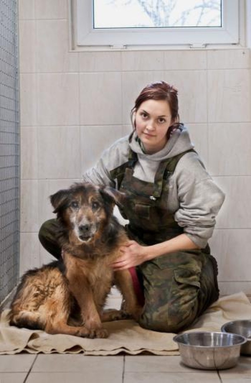 Pies uratowany przez gdańską straż miejską czuje się lepiej. Wciąż poszukiwany jest właściciel FOTO