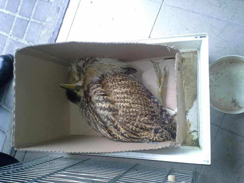 Rzadki ptak i nietoperz ratowane przez Straż Miejską w Kielcach (ZDJĘCIA)