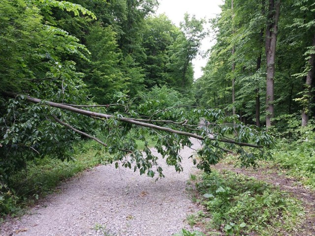 Drzewo blokujące leśną drogę