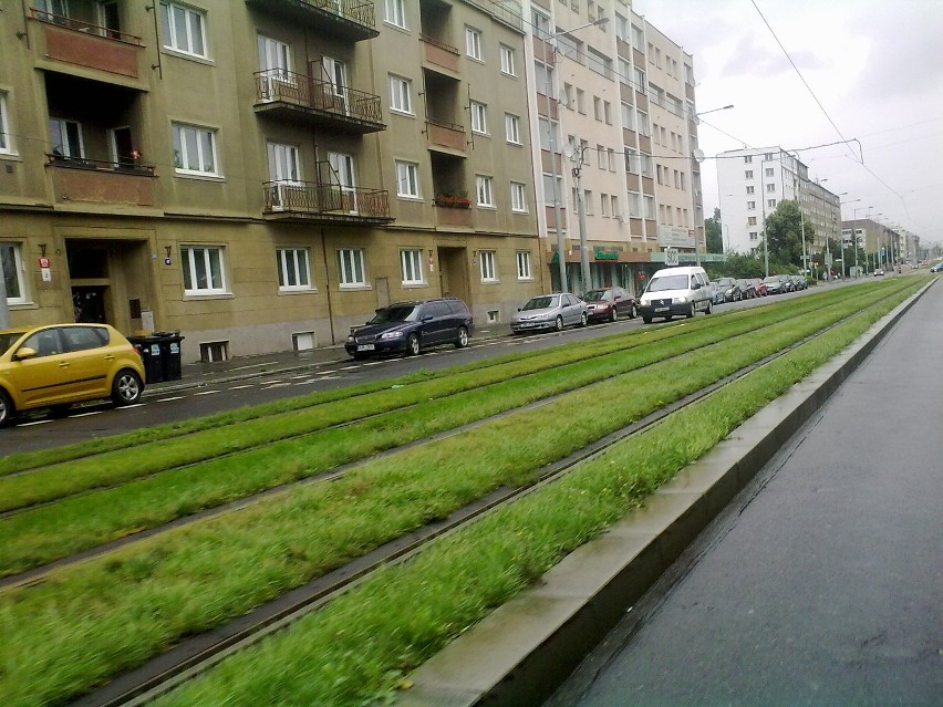 Zielone torowisko tramwajowe na jednej z praskich ulic .