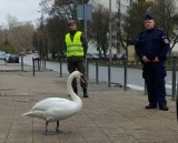 Zagubiony łabędź chodził po ul. Subisława. Uratowali go dzielnicowy z Przymorza wraz z żołnierzami