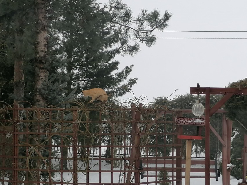 Leszno. Światowy Dzień Kota 2021. Oto zdjęcia prześlicznych kotów naszych czytelników [ZDJĘCIA] 