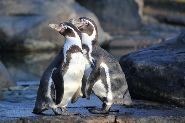 Do śląskiego zoo przyjadą pingwiny peruwiańskie