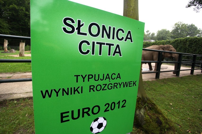 Euro 2012: słonica Citta wskazała zwycięzcę spotkania Polska-Rosja