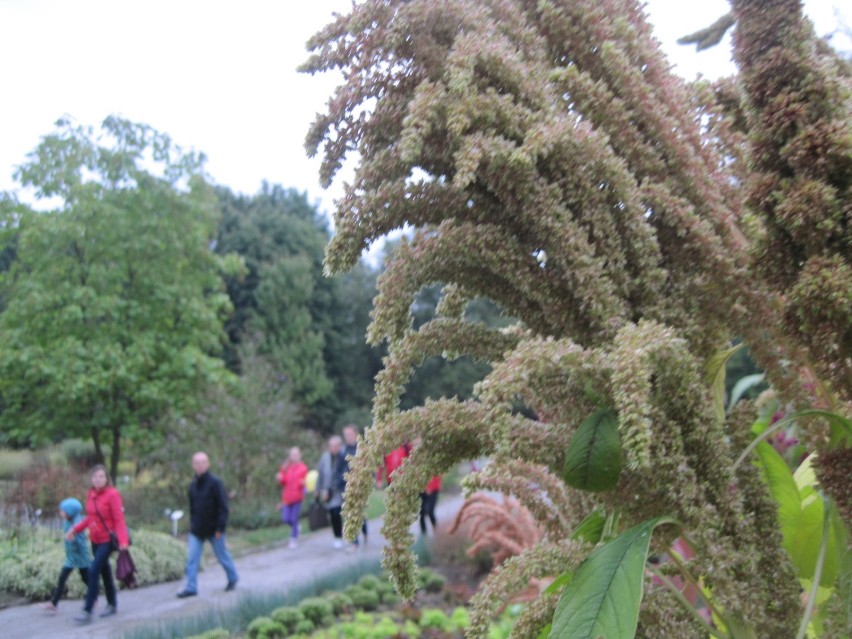 Ogród Botaniczny UMCS zaprasza na majowy spacer z przewodnikiem 
