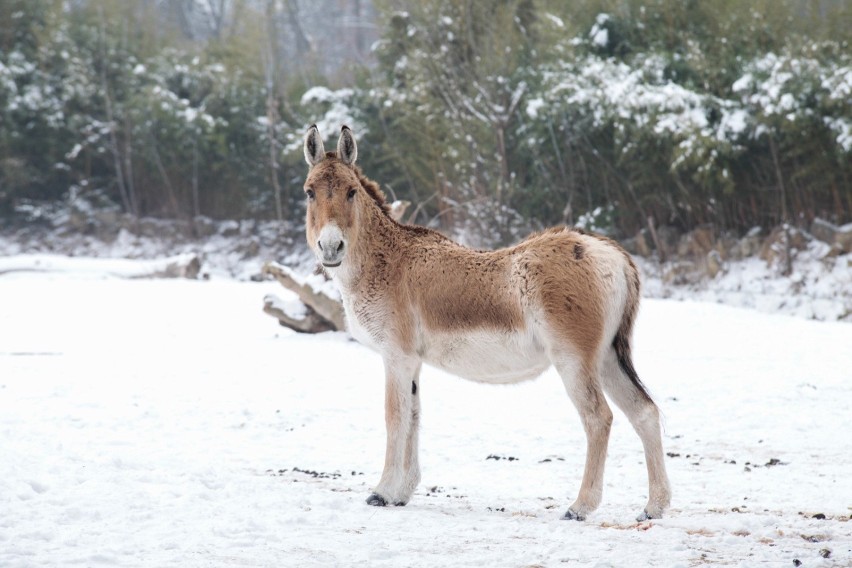 To kolejna podwyżka biletów do zoo w ciągu roku. W kwietniu...