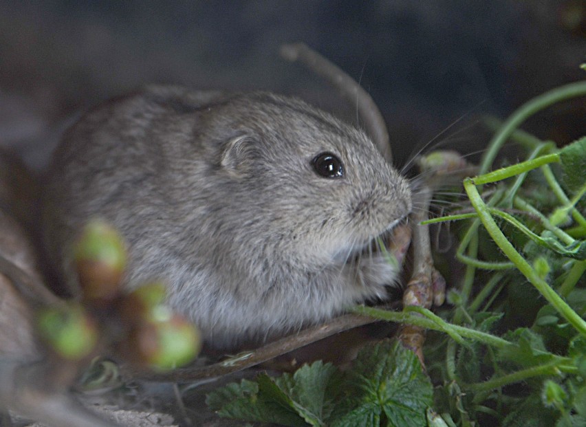 Urocze lemingi stepowe wprowadziły się do wioski tybetańskiej w Naszym Zoo