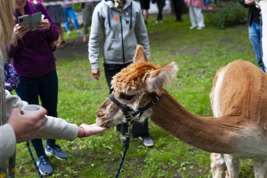 Kraków. Politechnika Krakowska zamieniła się w... zoo