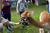 Kraków. Politechnika Krakowska zamieniła się w... zoo