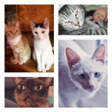 Słodkie i kochane kociaki naszych Czytelników GALERIA ZDJĘĆ 