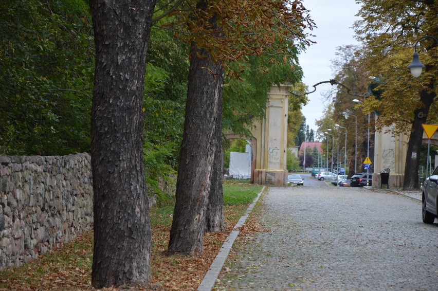 Mieszkańcy Żar nie chcą wycinki drzew w parku [ZDJĘCIA, WIDEO]