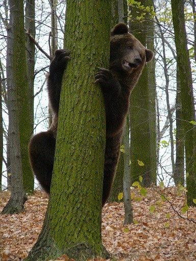 Niedźwiedzie w Poznaniu: "Rezerwuję sobie to drzewo!"
