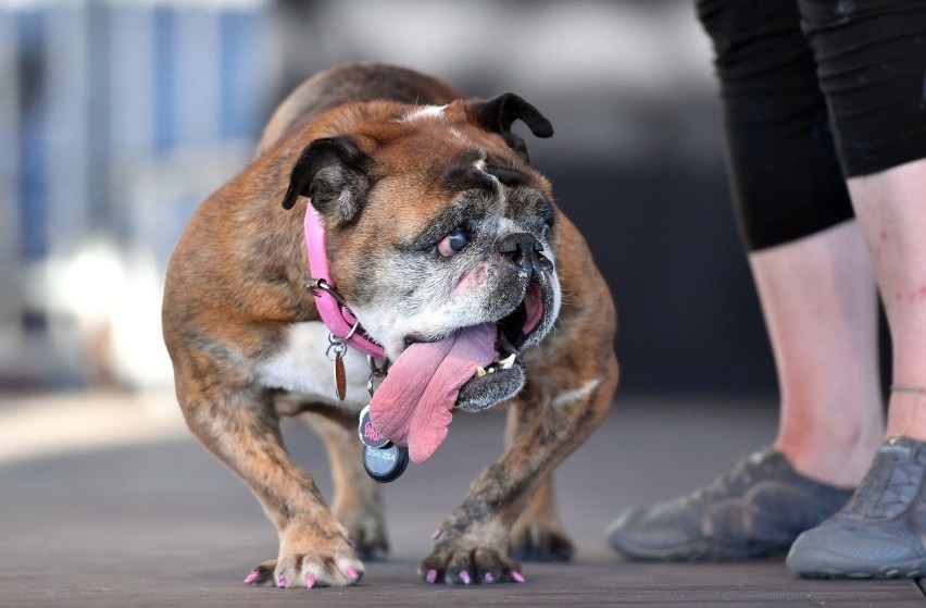 Jeden z uczestników konkursu na najbrzydszego psa świata...