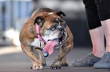 Poznaliśmy najbrzydszego psa świata. Konkurs wygrał buldog angielski Zsa Zsa [ZDJĘCIA]