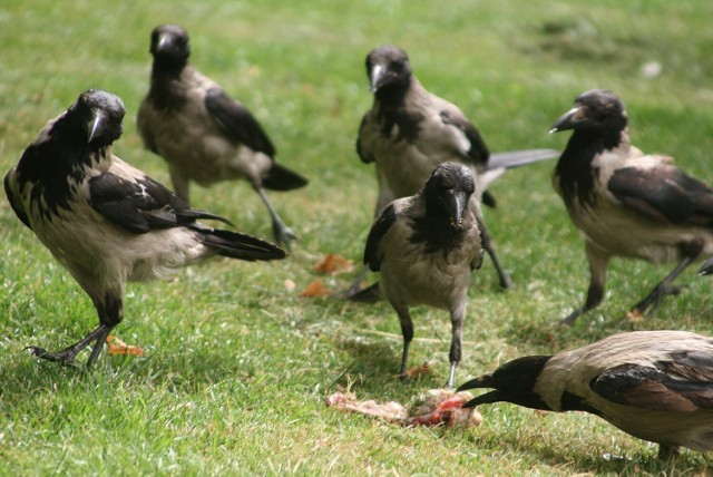 Agresywne wrony znów atakują mieszkańców stolicy. Jak się bronić przed ptakami?