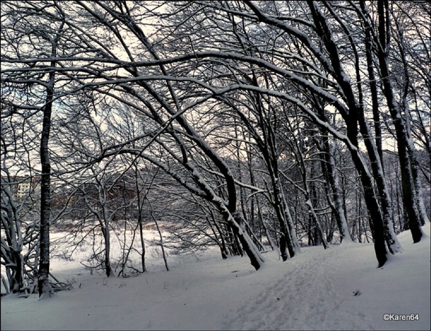 Zima w Lasach Oliwskich