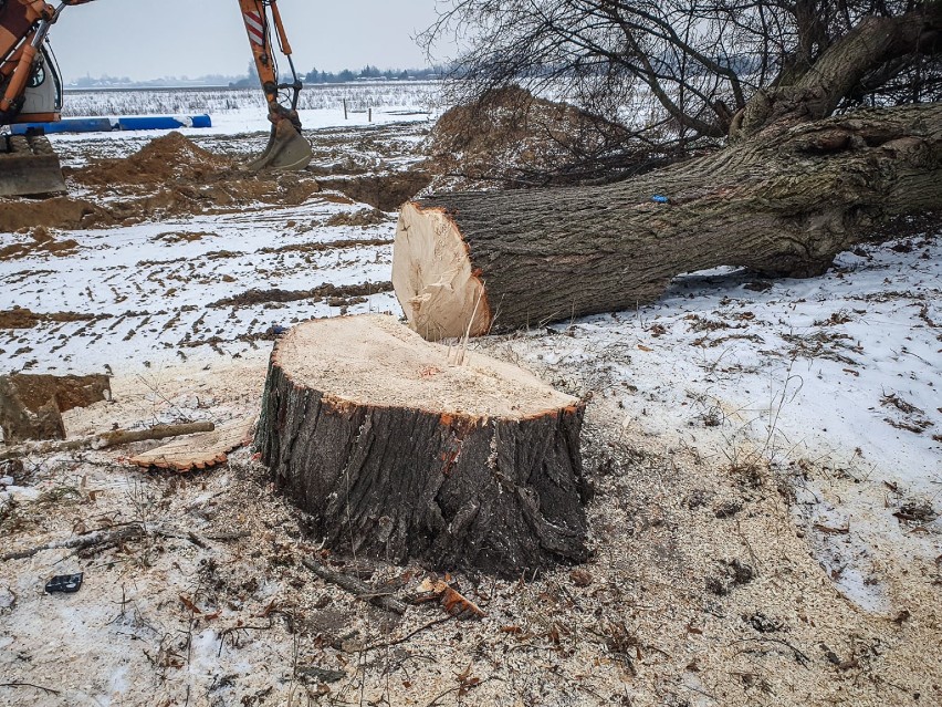 Wycinka drzew w Lesznie - ul. Szybowników styczeń 2021