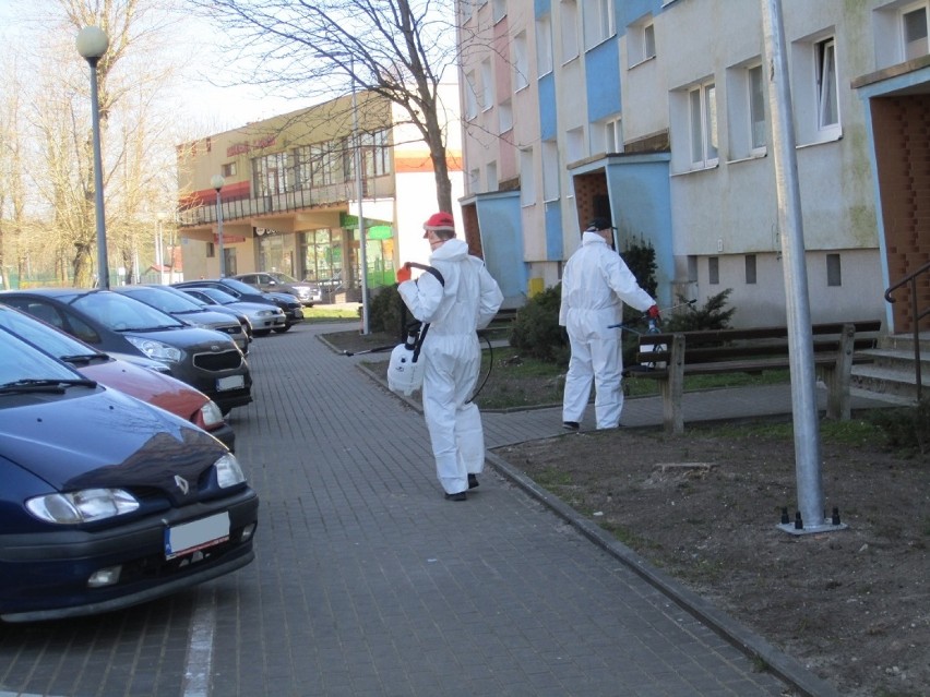 To już codzienny widok na ulicach Ustki. Pracownicy...