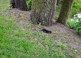 Martwe gawrony w parku w Moszczenicy. Czy ktoś je otruł czy to jakaś choroba?