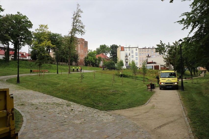 Trwają prace pielęgnacyjne zieleni miejskiej w Brzegu.