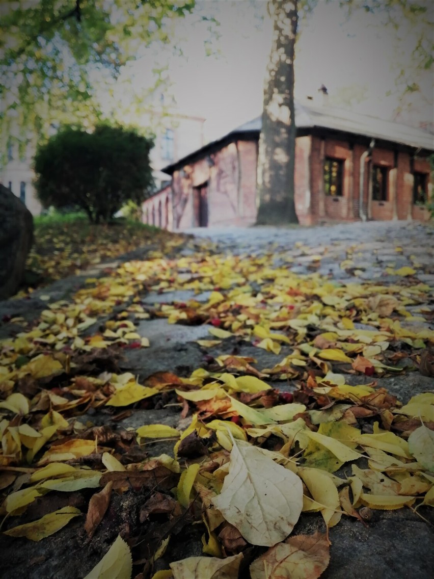 Gołuchów. Złota polska jesień zawitała do parku-arboretum