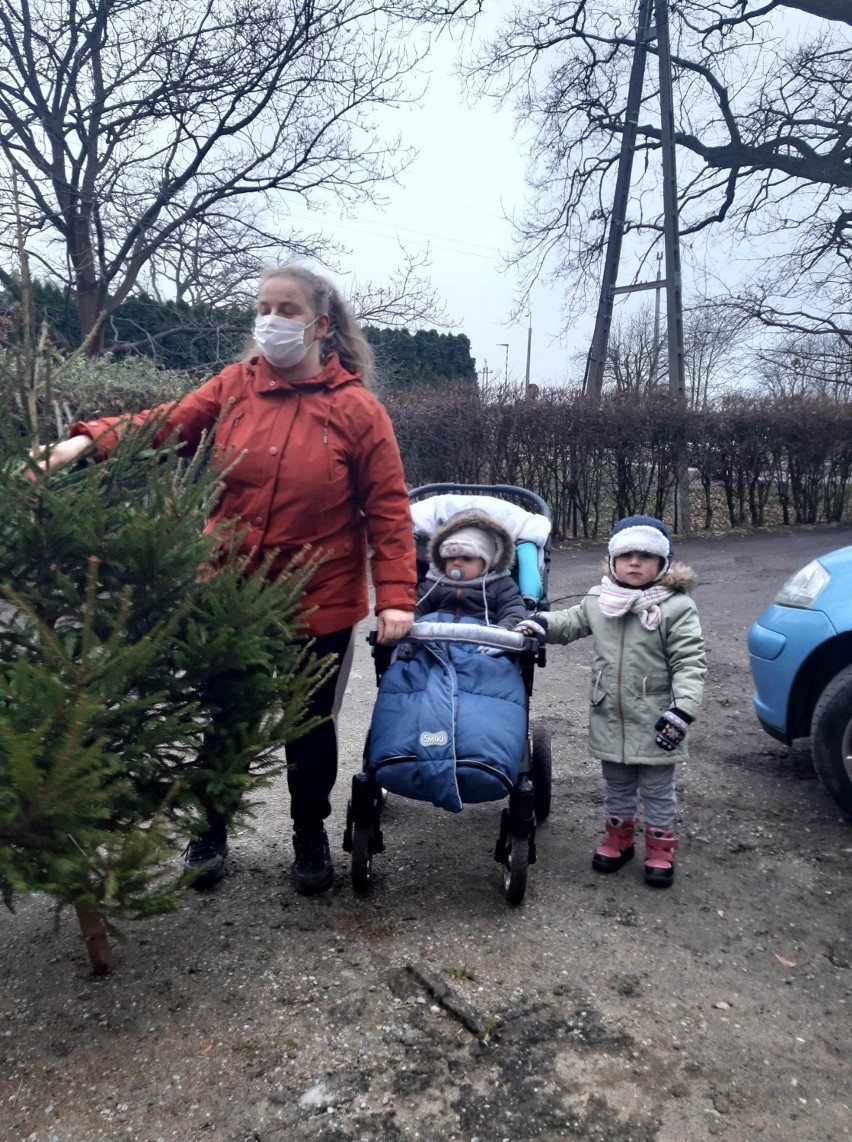Nowy Dwór Gdański: Świąteczna akcja „Choinka pod choinkę”, bo każdy zasługuje na święta