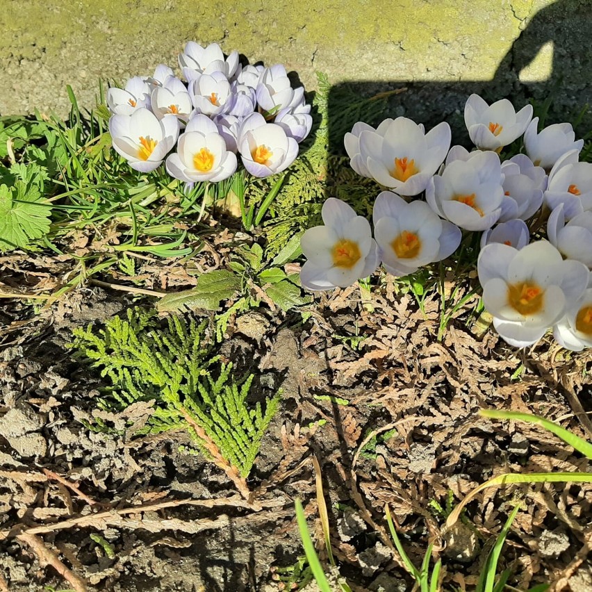 Oborniki. Idzie wiosna. Przyroda budzi się do życia. [ZDJĘCIA CZYTELNIKÓW]
