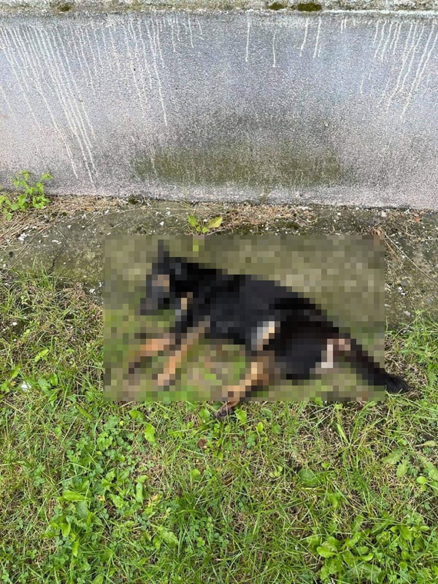 Makabra w Rybniku. Na śmietniku, w torbie, znaleziono martwego psa DRASTYCZNE ZDJĘCIA 