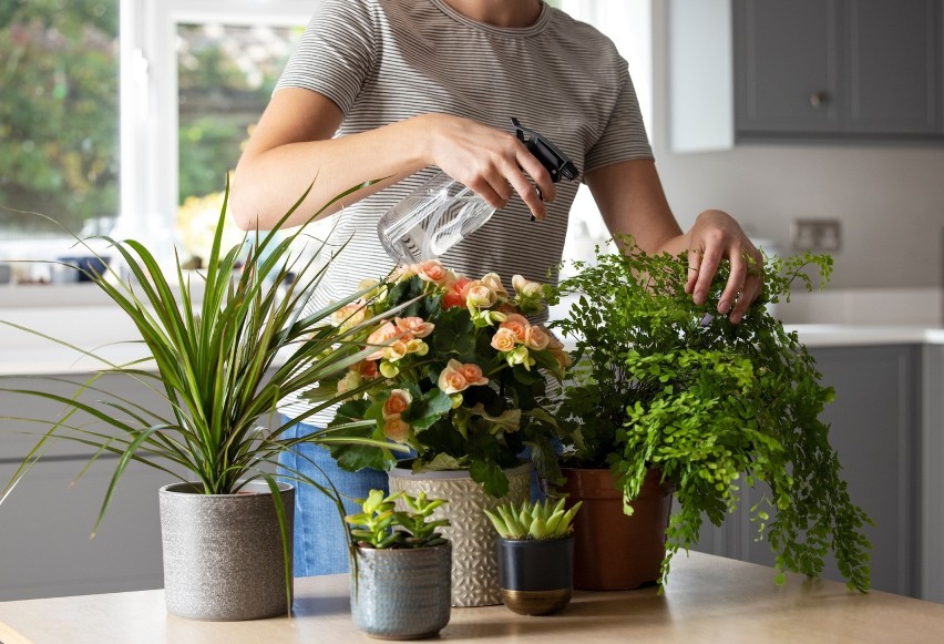 O rośliny można skutecznie zadbać, stosując domowe metody i...