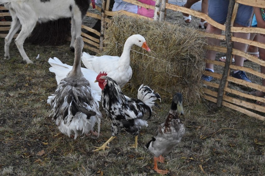 Druga Parkowa Niedziela w Janowie. Popołudnie w rytmie dźwięków fletu oraz opery| ZDJĘCIA