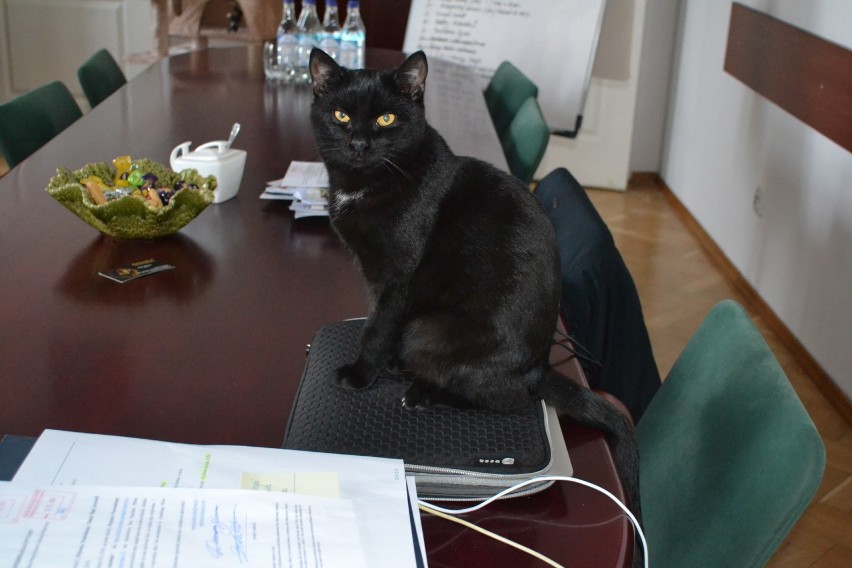 Kot Tango dobrze czuje się w urzędzie w Mysłowicach