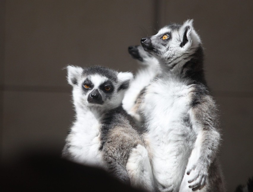 Lemury w zoo w Łodzi [ZDJĘCIA]
