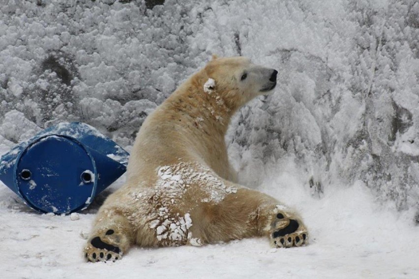 Zwierzęta w warszawskim ZOO rozrabiają na śniegu. Niektórzy...