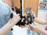 Bezdomne zwierzęta w Świętochłowicach - bestialsko okaleczone koty szukają domu