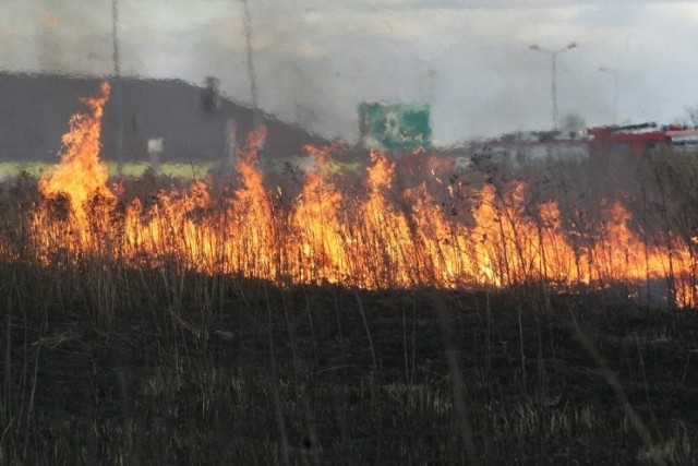 23-latek, który podpalił trawy stanie przed sądem.