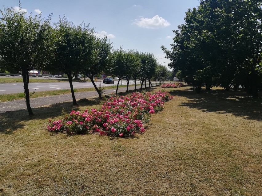 Czeladź: w Parku Grabek pojawi się tysiąc róż [ZDJĘCIA]