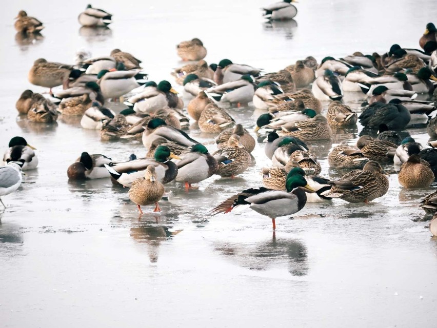 Ptasi krąg na Jeziorze Durowskim w Wągrowcu. Jak zwierzęta radzą sobie zimą?