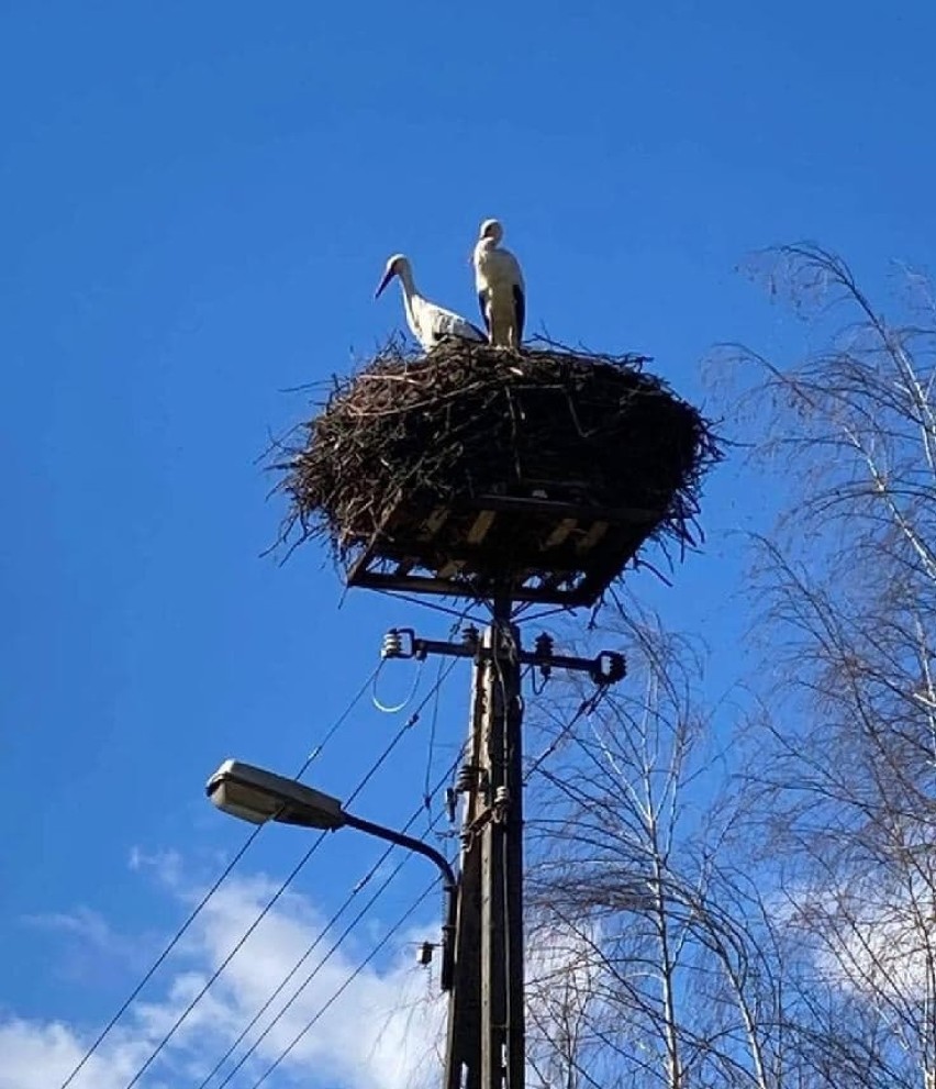 Bociany przyleciały do Drużbic w Wielką Sobotę, 3 kwietnia...